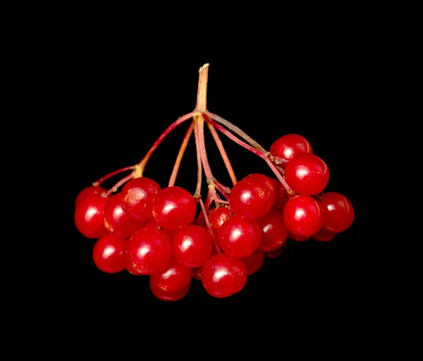 Red Berries Viburnum Black Background — Stock Photo, Image