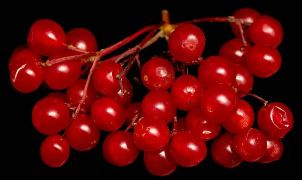 Red Berries Viburnum Black Background — Stock Photo, Image