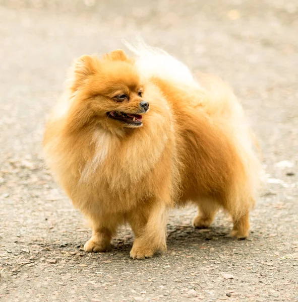 Cão Spitz Bonito Fofo Uma Caminhada — Fotografia de Stock