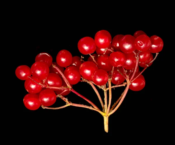黑色背景上的红色浆果琼花 — 图库照片