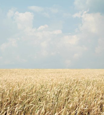 Buğday tarlası ve bulutlu mavi gökyüzü