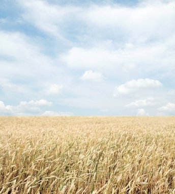 Buğday tarlası ve bulutlu mavi gökyüzü