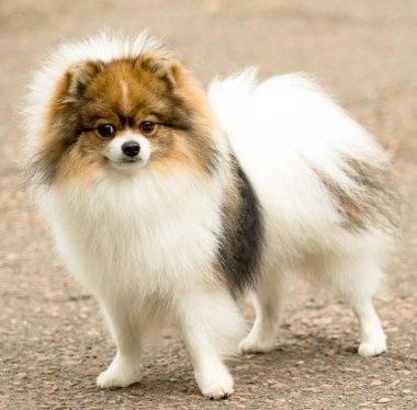 Şirin ve kabarık Spitz köpek bir yürüyüş