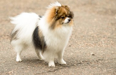 Şirin ve kabarık Spitz köpek bir yürüyüş