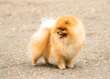 Şirin ve kabarık Spitz köpek bir yürüyüş