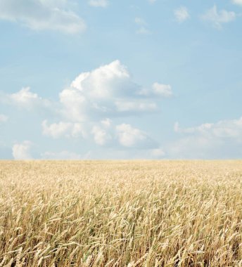 Buğday tarlası ve bulutlu mavi gökyüzü