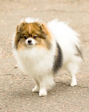 Şirin ve kabarık Spitz köpek bir yürüyüş