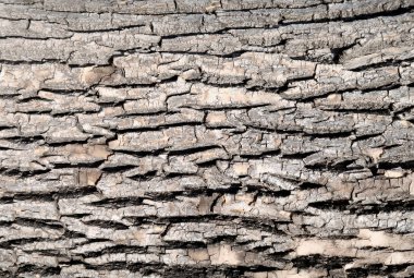 Ağaç kabuğu arka plan. Doğal arka plan