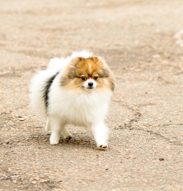 Şirin ve kabarık Spitz köpek bir yürüyüş