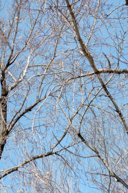 Gökyüzüne karşı yaprakları olmadan ağaçlarının dalları