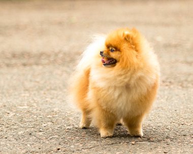 Şirin ve kabarık Spitz köpek bir yürüyüş
