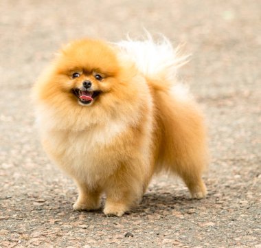 Şirin ve kabarık Spitz köpek bir yürüyüş