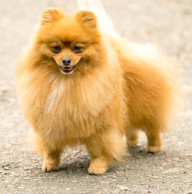 Şirin ve kabarık Spitz köpek bir yürüyüş