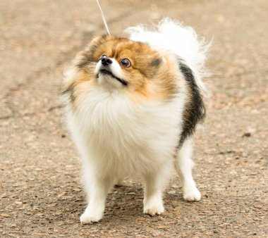 Şirin ve kabarık Spitz köpek bir yürüyüş