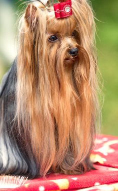 Yorkshire terrier köpek yay ile