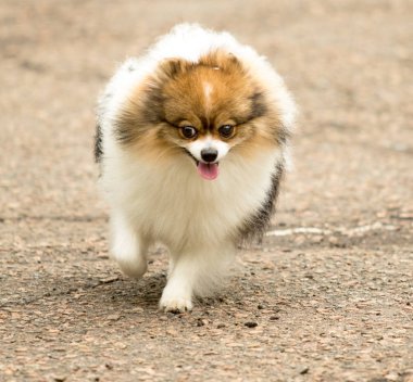 Şirin ve kabarık Spitz köpek bir yürüyüş