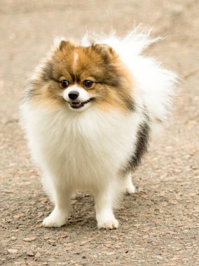 Şirin ve kabarık Spitz köpek bir yürüyüş