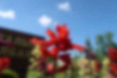 Bulanık arka plan kırmızı çiçekler