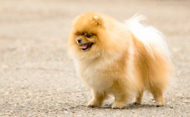 Şirin ve kabarık Spitz köpek bir yürüyüş