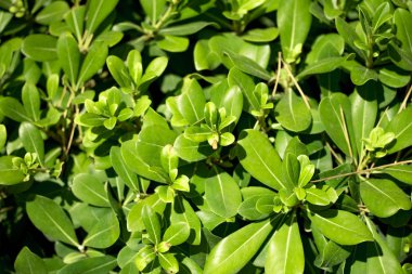 yeşil yaprakları ağaçların, yaz arka plan