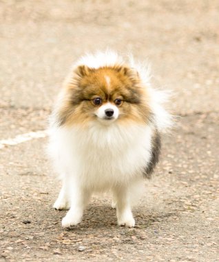 Şirin ve kabarık Spitz köpek bir yürüyüş