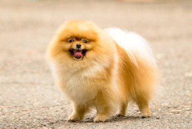 Şirin ve kabarık Spitz köpek bir yürüyüş