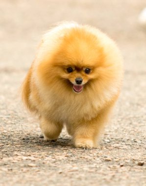 Şirin ve kabarık Spitz köpek bir yürüyüş