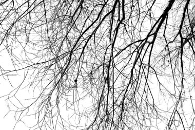 Yaprakları siyah ve beyaz fotoğraf ağacı dalları