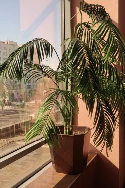 Penceresinde bir tencerede yeşil ağaç