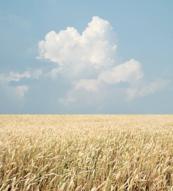 Buğday tarlası ve bulutlu mavi gökyüzü