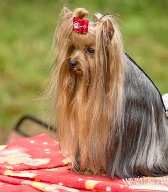 Yorkshire terrier köpek yay ile