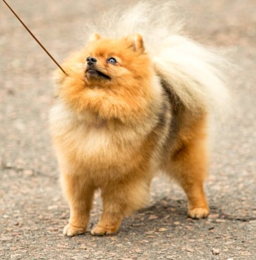 Şirin ve kabarık Spitz köpek bir yürüyüş