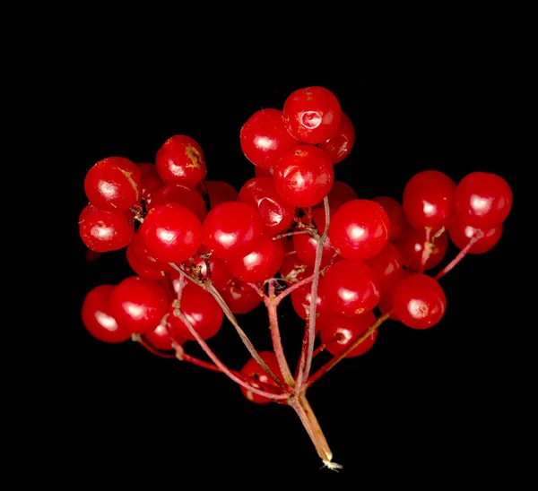 Rote Beeren Viburnum Auf Schwarzem Hintergrund — Stockfoto