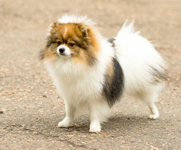 Lindo Esponjoso Perro Spitz Paseo —  Fotos de Stock