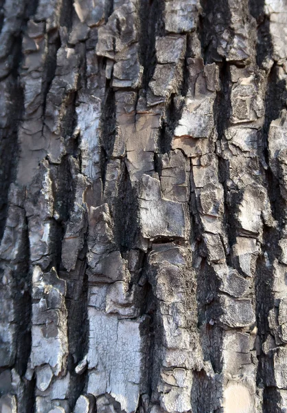 Arbre Écorce Fond Contexte Naturel — Photo