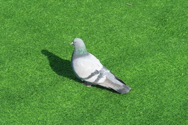 緑の草の上に座って鳩 — ストック写真