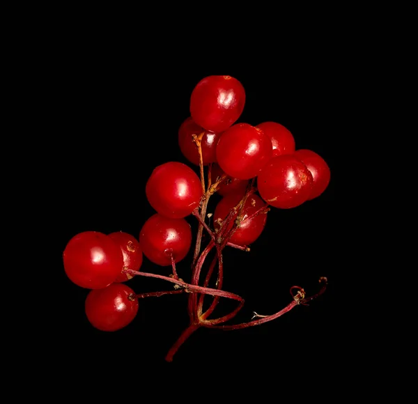 Красный Ягод Viburnum Черном Фоне — стоковое фото