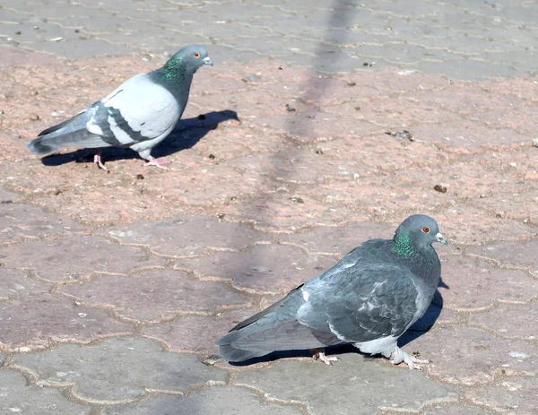 Tauben Auf Asphalt Straße — Stockfoto