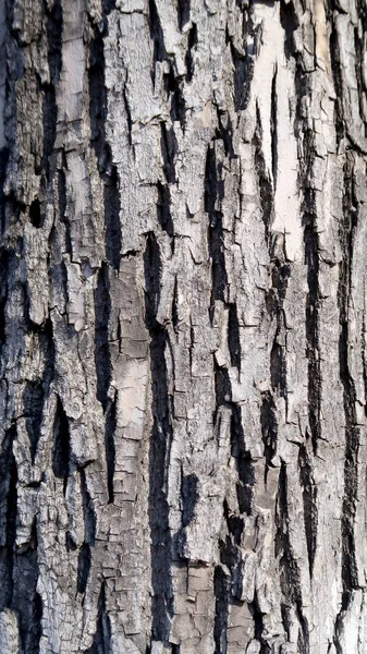木の樹皮の背景 自然の背景 — ストック写真