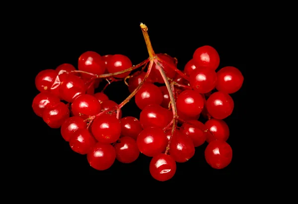 Rode Bessen Viburnum Een Zwarte Achtergrond — Stockfoto