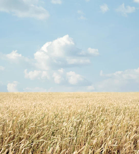 Buğday tarlası ve bulutlu mavi gökyüzü