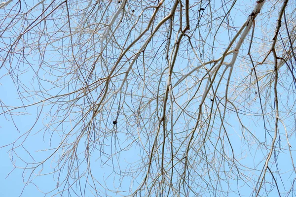 没有树叶的树枝在天空中生长 — 图库照片
