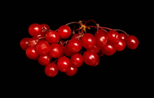 Rote Beeren Viburnum Auf Schwarzem Hintergrund — Stockfoto