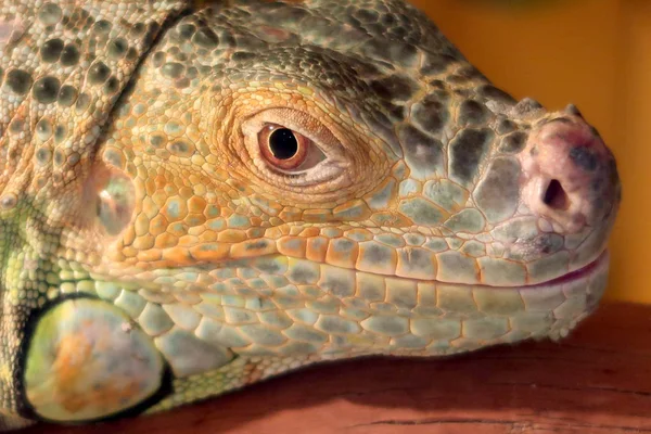 Iguana Verde Close Retrato — Fotografia de Stock