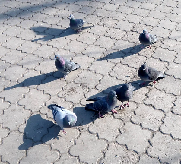 アスファルトの道に鳩 — ストック写真