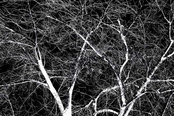 Branches Arbre Sans Feuilles Noir Blanc Photo — Photo