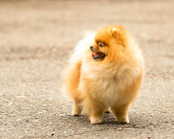 Cão Spitz Bonito Fofo Uma Caminhada — Fotografia de Stock