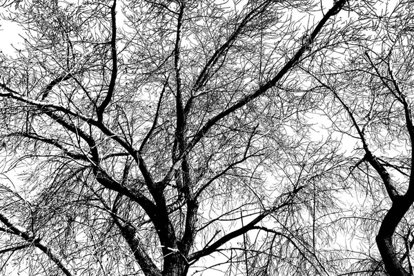 Branches Arbre Sans Feuilles Noir Blanc Photo — Photo