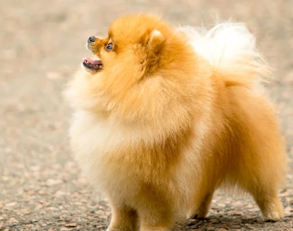 Χαριτωμένα Και Αφράτο Spitz Σκυλί Για Μια Βόλτα — Φωτογραφία Αρχείου