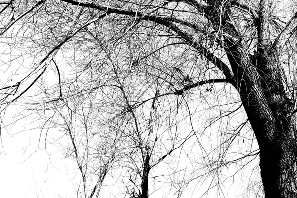 Ágak Levelek Fekete Fehér Fénykép Nélkül — Stock Fotó